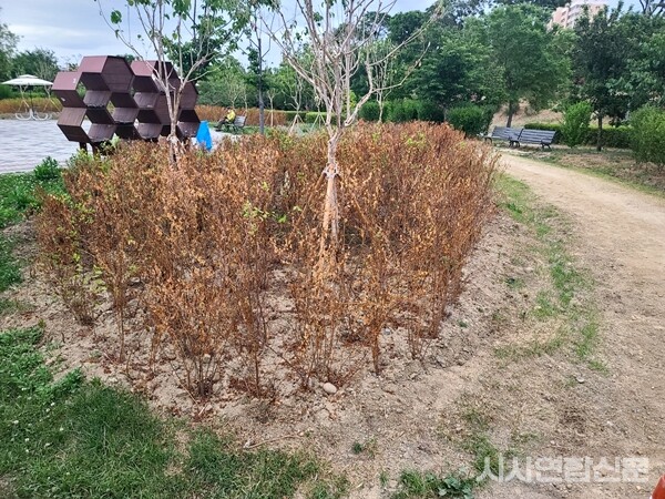 압구정 한강공원에 말라죽은체 버젓이 서있는 나무들@시사연합신문