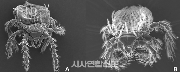 쯔쯔가무시균을 매개하는 털진드기@질병관리청